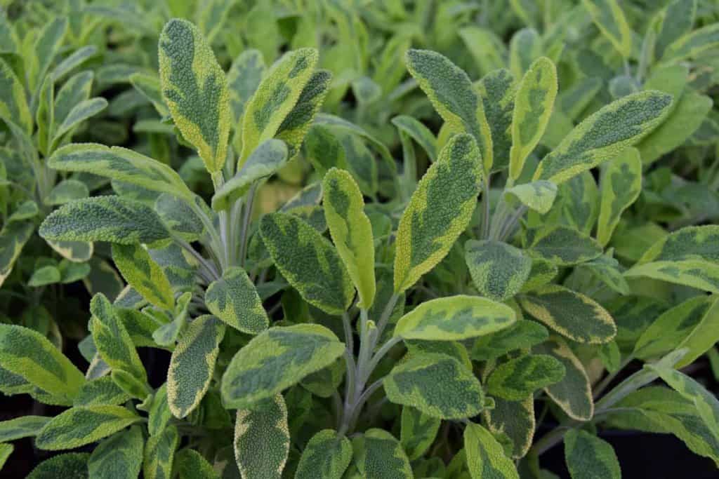 Salvia officinalis 'Icterina' ---